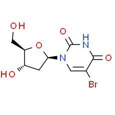 5-BrdU